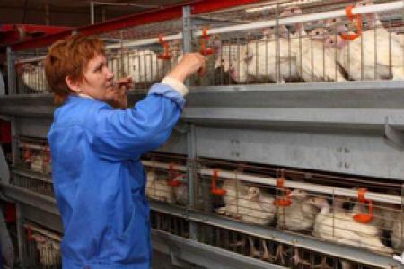 Северо-Кавказская. В Чечне готовится к запуску первая очередь восстановленной птицефабрики
