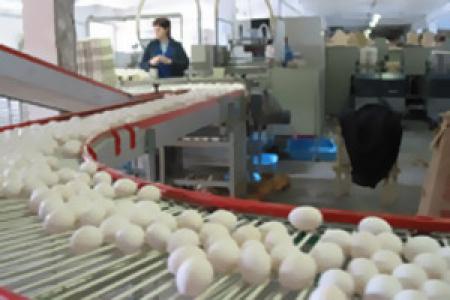 Инская / Снежинская. «СОГАЗ» застраховал две птицефабрики на 70 млн рублей