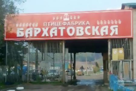 Бархатовская. Поголовье птицы на красноярской птицефабрике вырастет на 20%